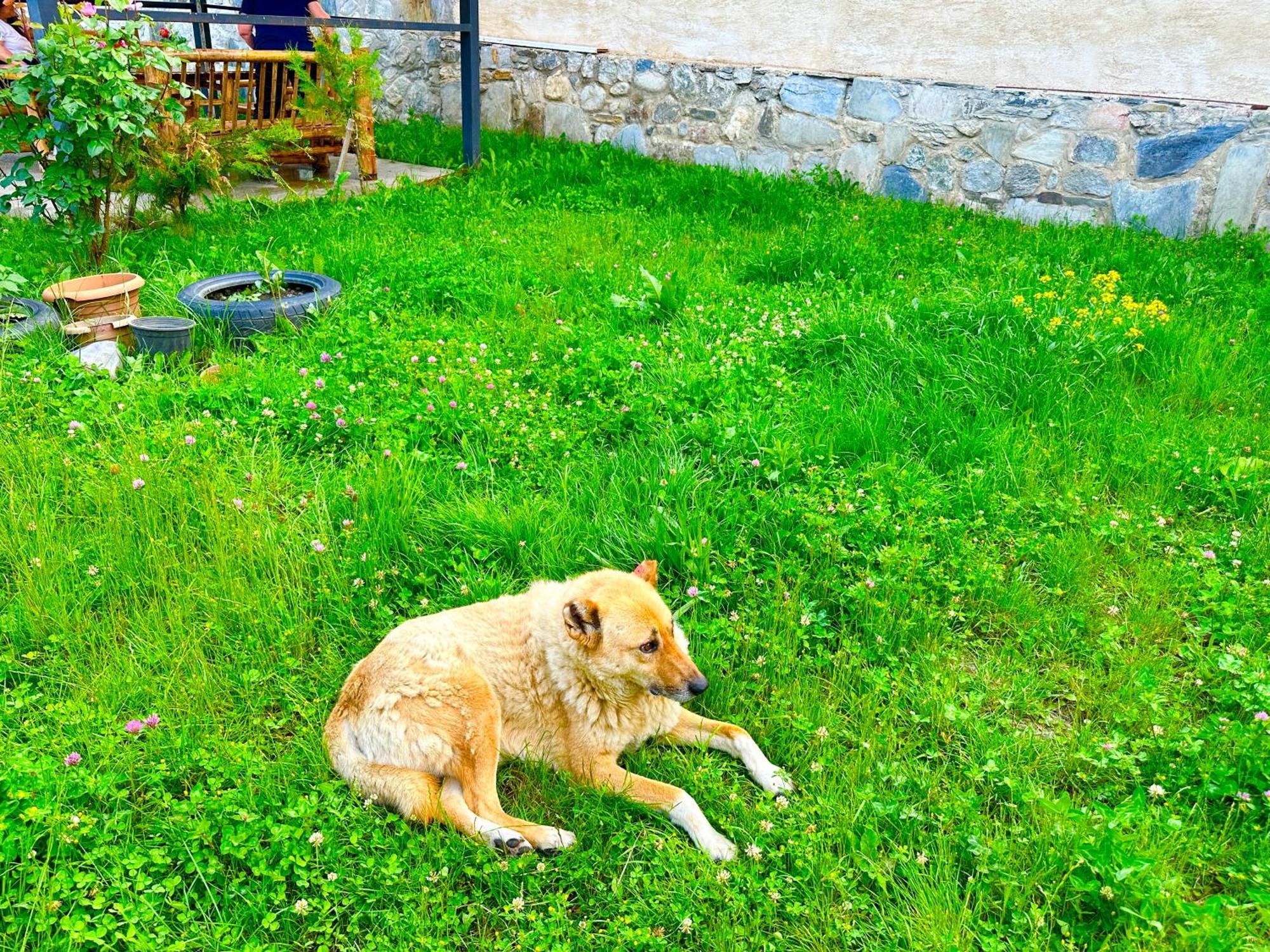 Mziuri Guest House Μέστια Εξωτερικό φωτογραφία